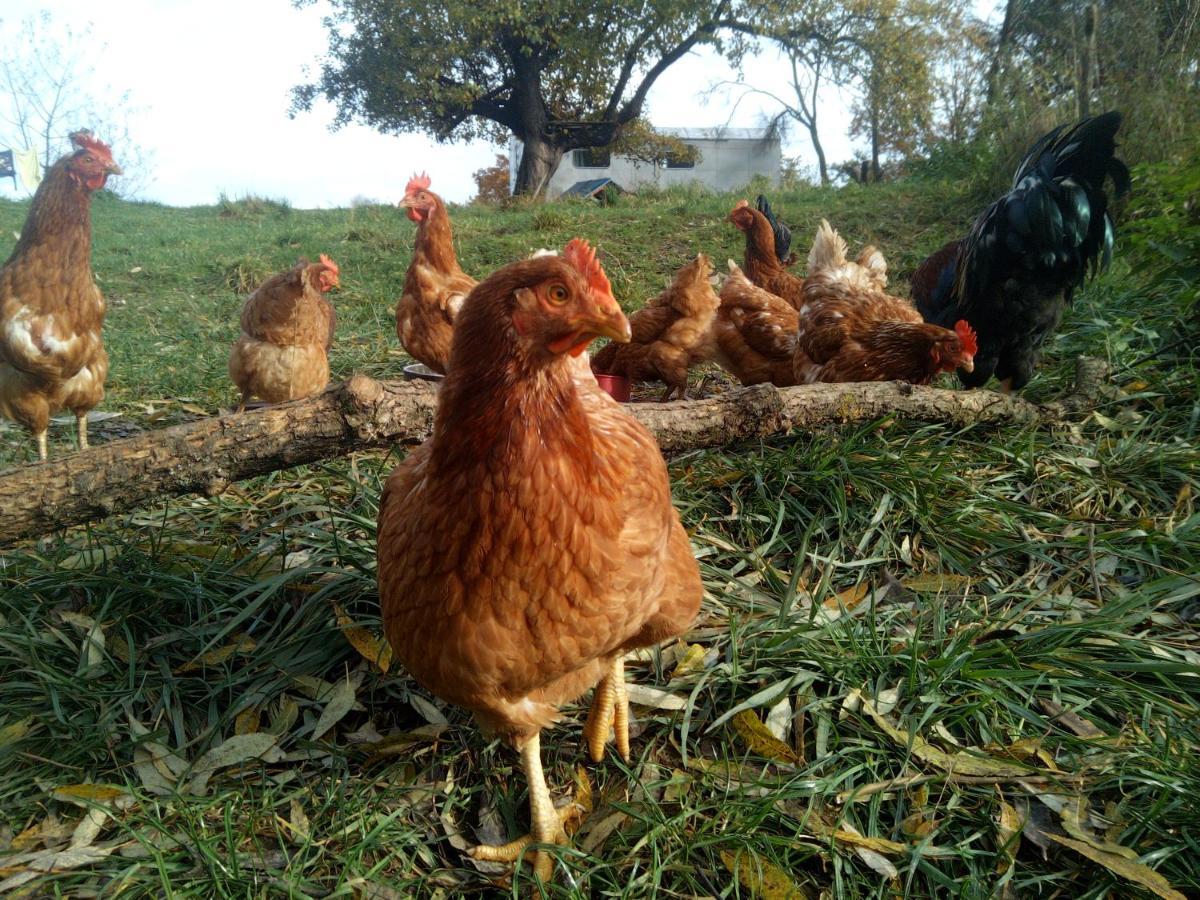 Biofarma Dolejsi Mlyn Βίλα Kamberk Εξωτερικό φωτογραφία